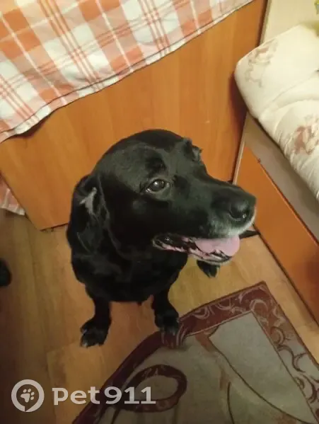 Найдена собака, ул. Лётчиков, Екатеринбург - photo