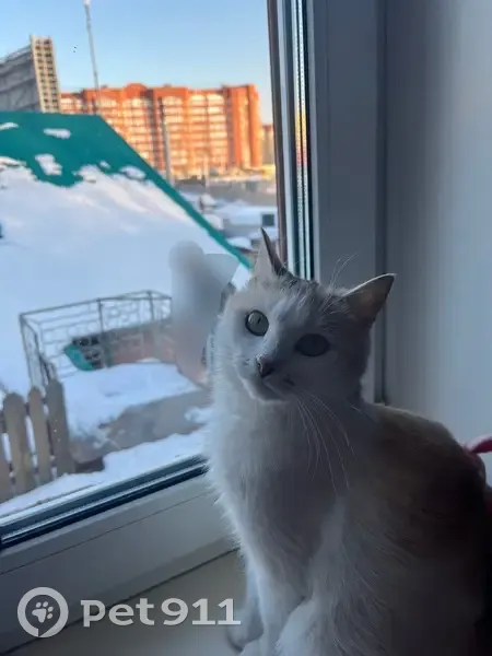 Пропала кошка, Уфа, Косогорная 183 - photo