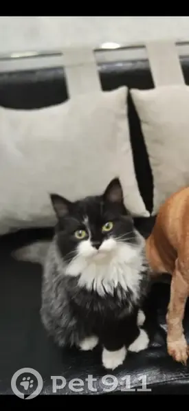 Пропала кошка, Рябиновая ул., Абинск - photo