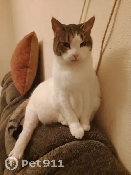 Пропала кошка, 1-я Красноармейская, 12 - photo