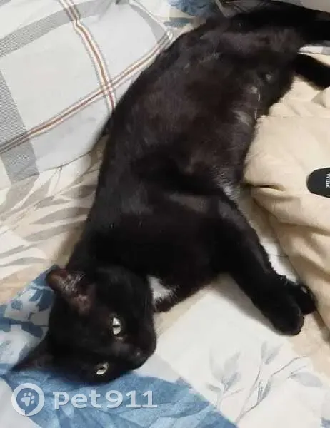 Пропала кошка в Воронежской области - photo