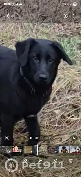 Пропала собака, ул. Вл. Михайлова, 24 - photo