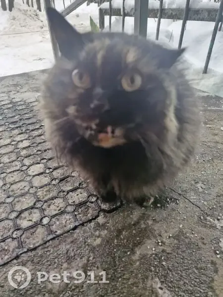 Кошка найдена: Красноармейская 28А, Дзержинск - photo