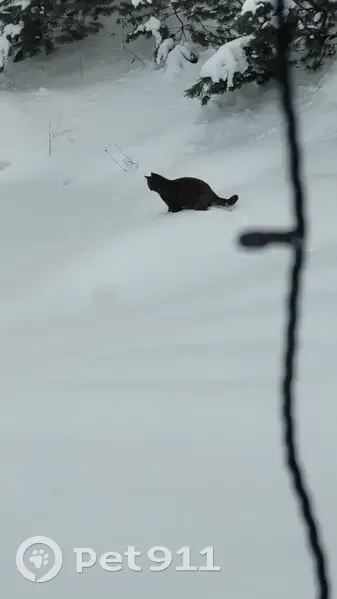 Пропал чёрный котик, Садовая 2/Д, Туношна - photo