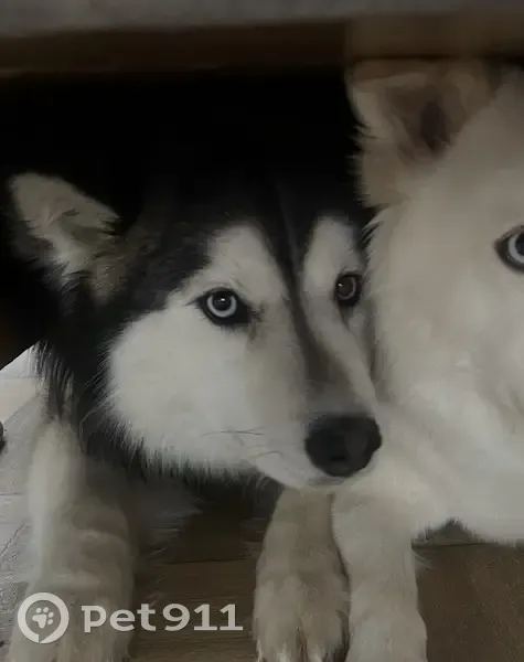 Пропала собака, ул. Машиностроителей, 31А - photo