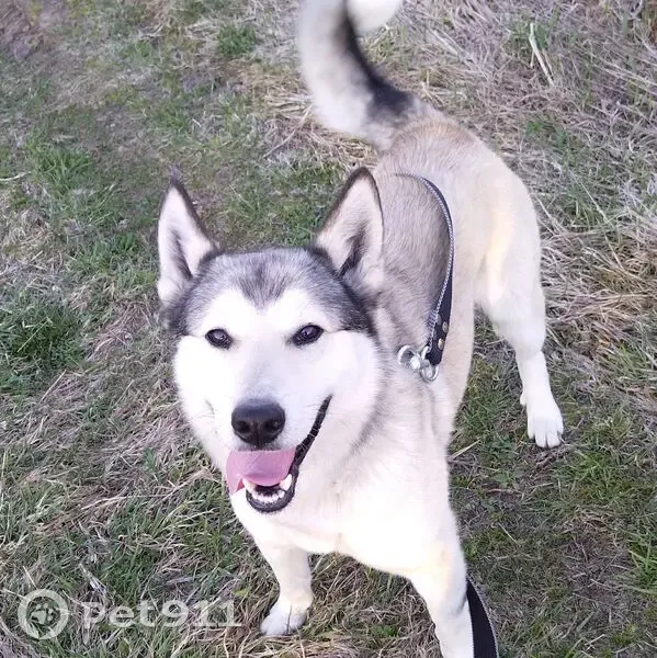 Пропала собака в Долине, Калужская обл. - photo