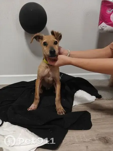 Пропала собака, ул. Восстания, 15, Казань - photo