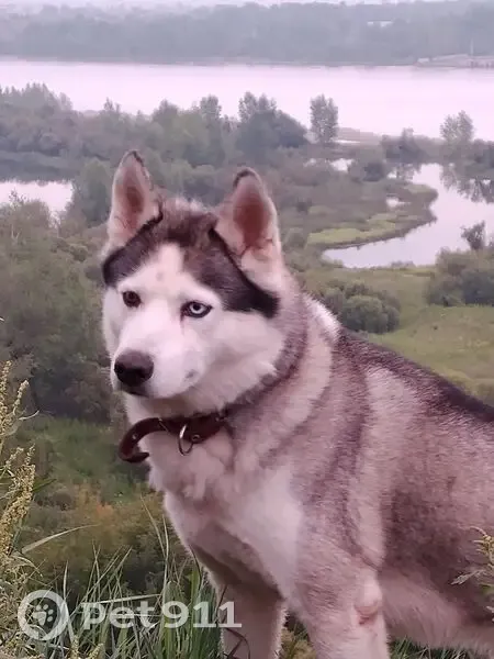 Пропала собака, Джамбульская ул., Красноярск - photo