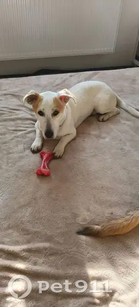 Пропала собака, Пушкина 113З, Афипский - photo