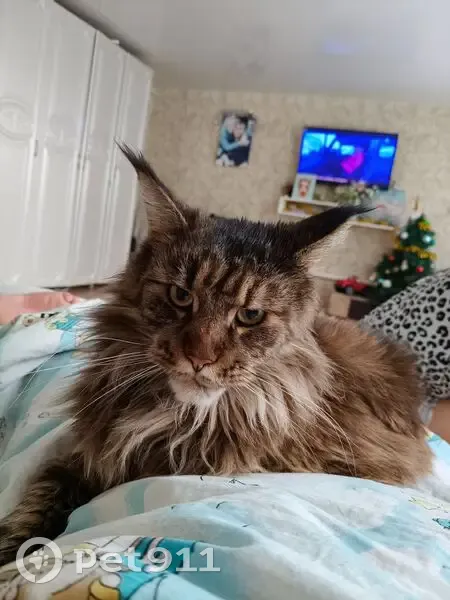 Пропала кошка, Саратов, обл. - photo