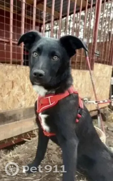 Пропала собака, ул. Проезд 2, Оренбург - photo