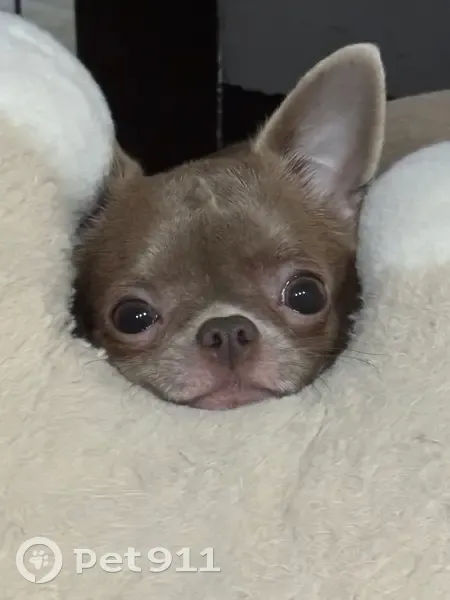 Пропала собака Рози, ул. Маяковского, 18 - photo