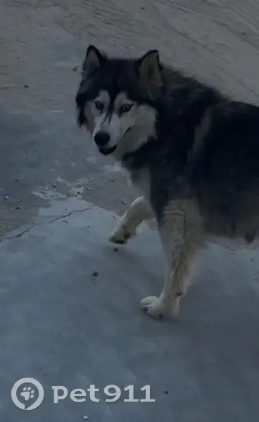 Пропала хаски, Университетский пр., 107 - photo