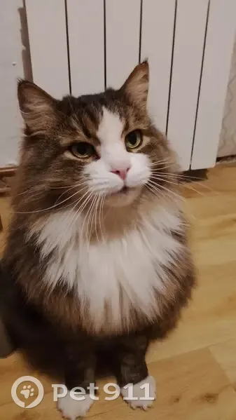 Пропала кошка, Загородная 42, Петрозаводск - photo