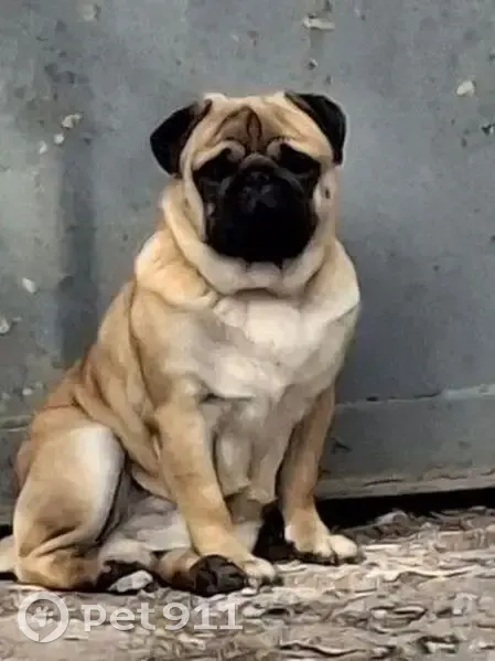 Пропал мопс, Балаково, горгаз район - photo