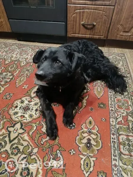 Собака найдена у Сиб. Теннисного центра - photo