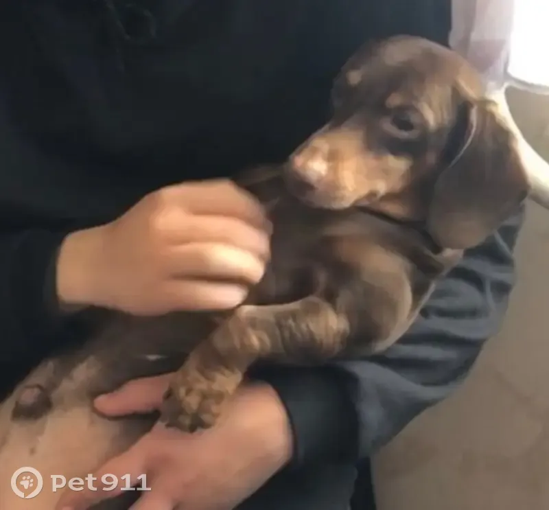 Пропала собака в Сумках, Курганская обл. - photo