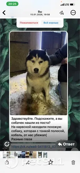 Пропала собака, Лифляндская ул., СПб - photo