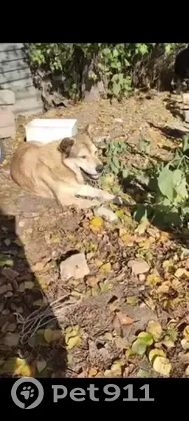 Пропала собака, Брейтовская ул. 18Б - photo