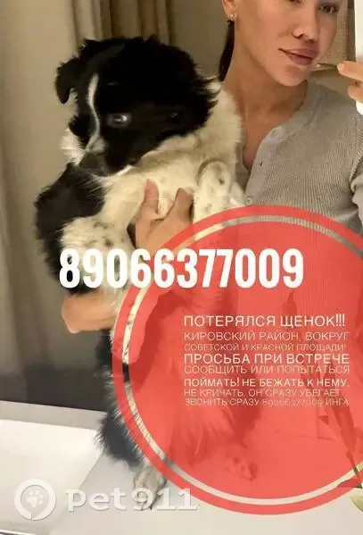 Пропала собака, ул. Андропова, Ярославль - photo