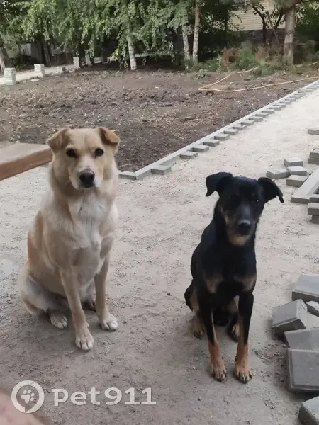 Пропала собака, Крыловская ул. 17, Краснодар - photo