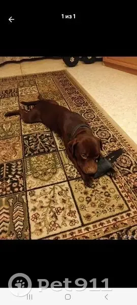 Пропала собака, Лесная ул., 9, Углешня - photo