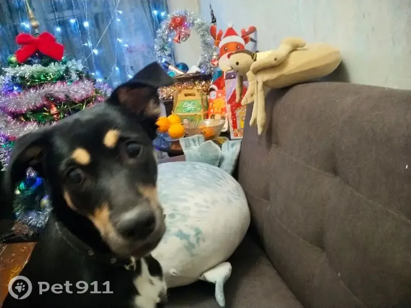 Пропала собака, ул. Ленина, 46, Новокузнецк - photo