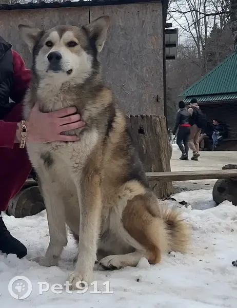 Пропала собака: Таганрог, ул. Л. Чайкиной, 230 - photo