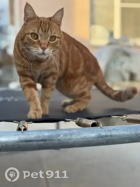 Пропала кошка, ул. Центральная, 52, Ставрополь - photo