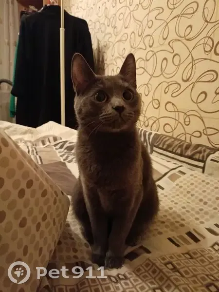 Пропала кошка, ул. Атарбекова 24, Краснодар - photo