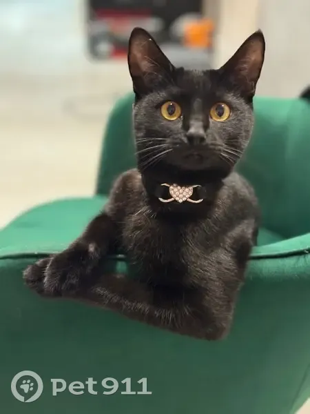 Пропала кошка, Малая улица, Сочи - photo