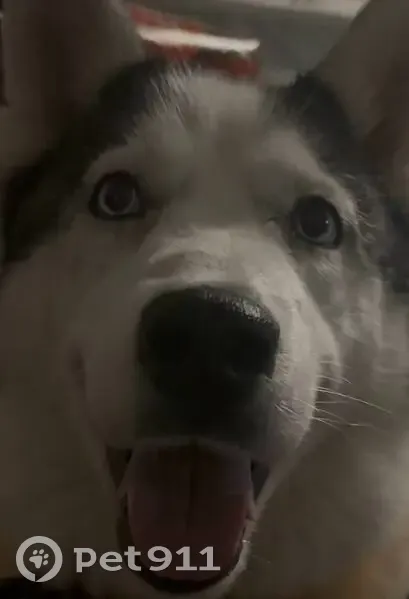 Пропала собака, Столбовая, Кузнецкая 8А - photo