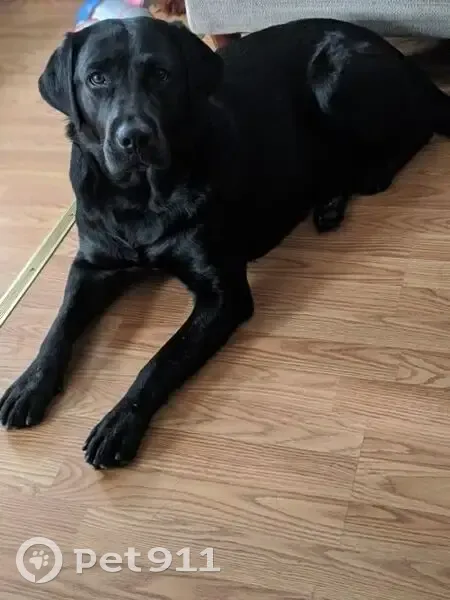 Пропала собака, Нижний Новгород, остановка - photo