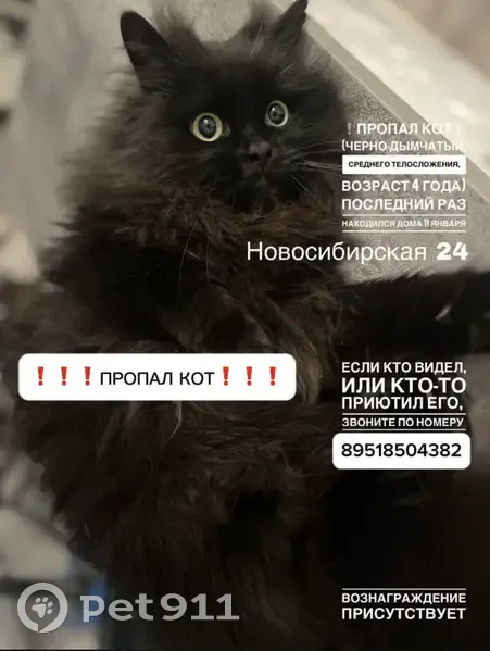 Пропал кот, Новосибирская ул., 24, Воронеж - photo