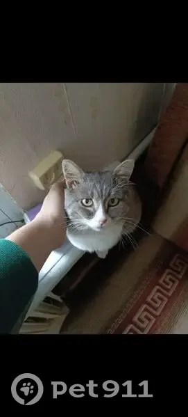 Пропал кот, Фабричный проезд, Подольск - photo