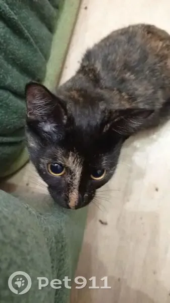 Пропала кошка, ул. Олега Кошевого, 22 - photo