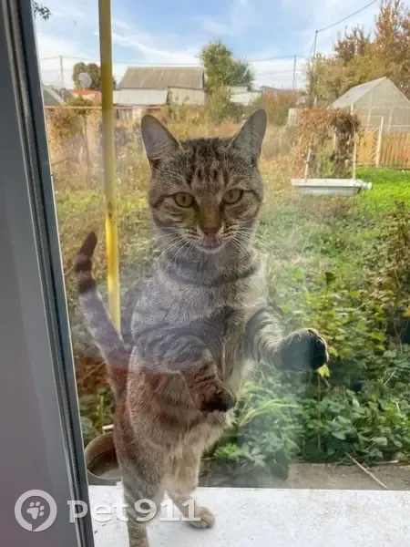 Кошка найдена: 1-я ул. Бутурлиных, 37, Ульяновск - photo