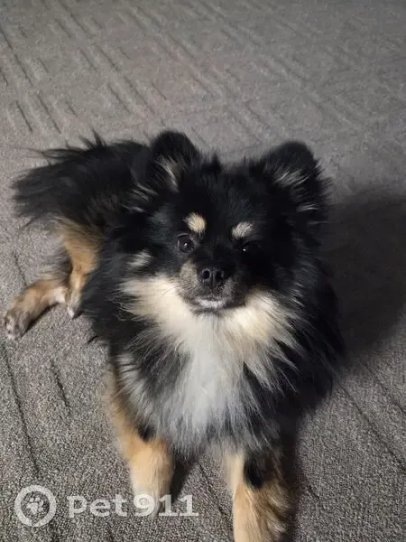 Пропала собака, ул. Рогожина 33, Саратов - photo