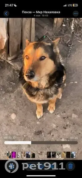 Пропала собака, ул. Седова 2, Пенза - photo