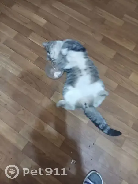 Пропала кошка, Синельниковская ул., Москва - photo