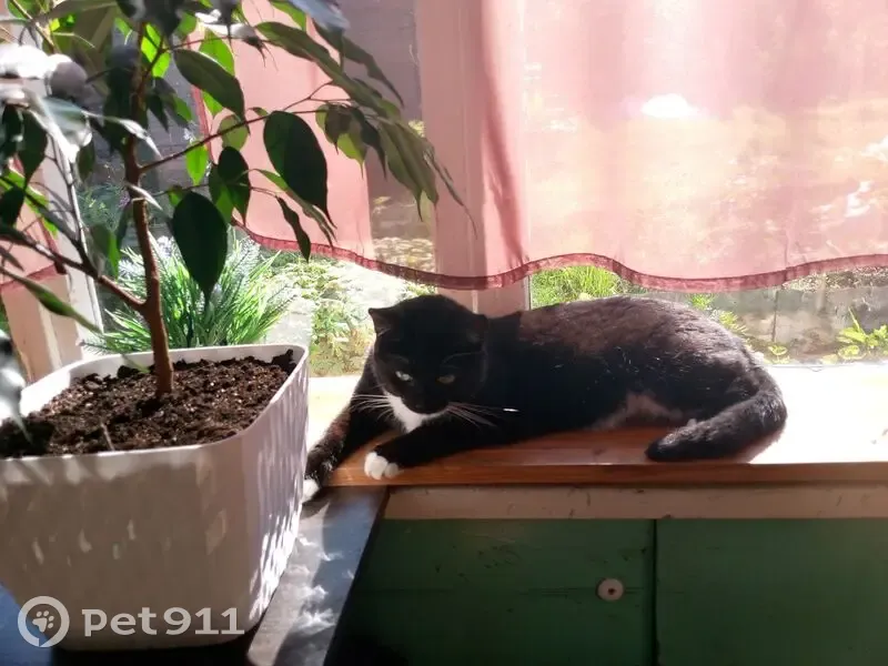 Пропала черная кошка, Песочная ул., Пермь - photo