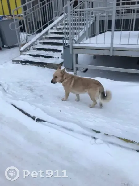 Пропала собака Дик, Свердловская 6Б - photo