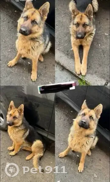 Пропала овчарка Мира, Пермь, Карьерная 58 - photo