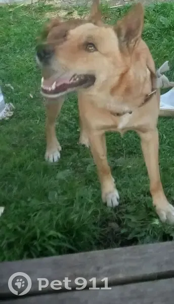 Пропала собака на ул. Терёхина, Архангельск - photo