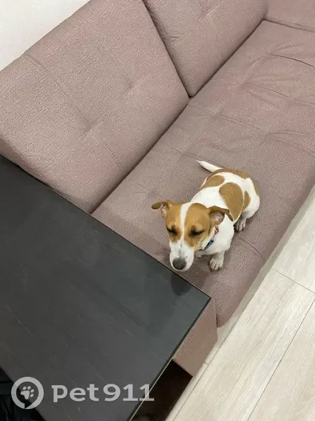 Пропала собака, Дзержинск, Циолковского 39А - photo