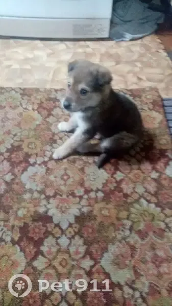 Пропала собака, Киселёвская 16, Прокопьевск - photo