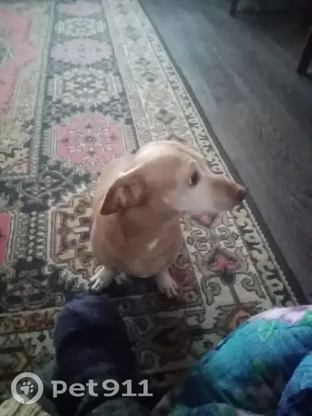 Пропала собака, Ямская ул. 22, Саратов - photo