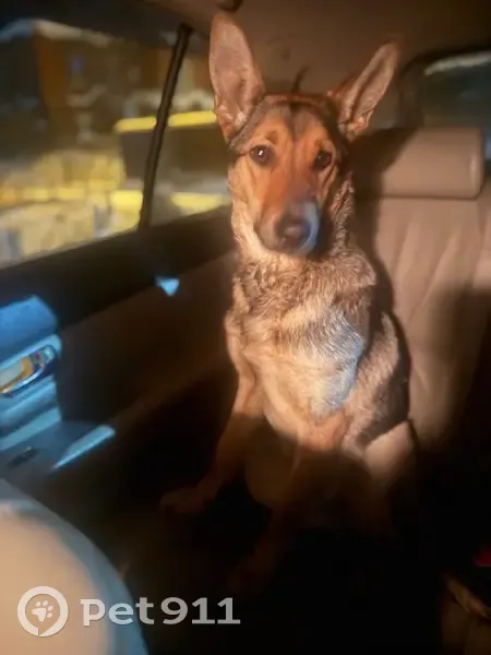 Собака найдена, ул. Интернационалистов 8/2 - photo