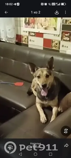 Пропала собака, ул. Щаденко 24, Таганрог - photo