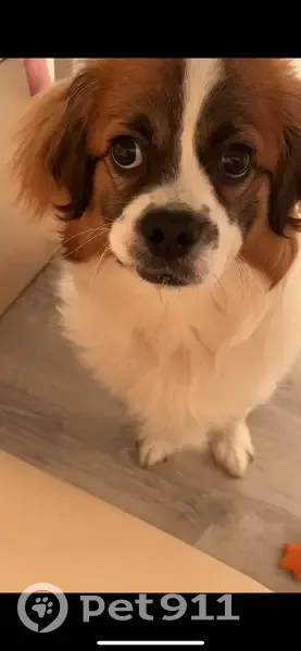 Пропала собака Бим, Ступино, МО - photo